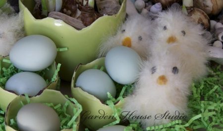 Fluffy Chicks
