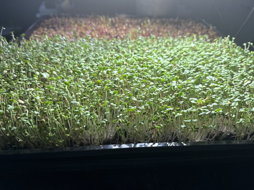 How to grow microgreens